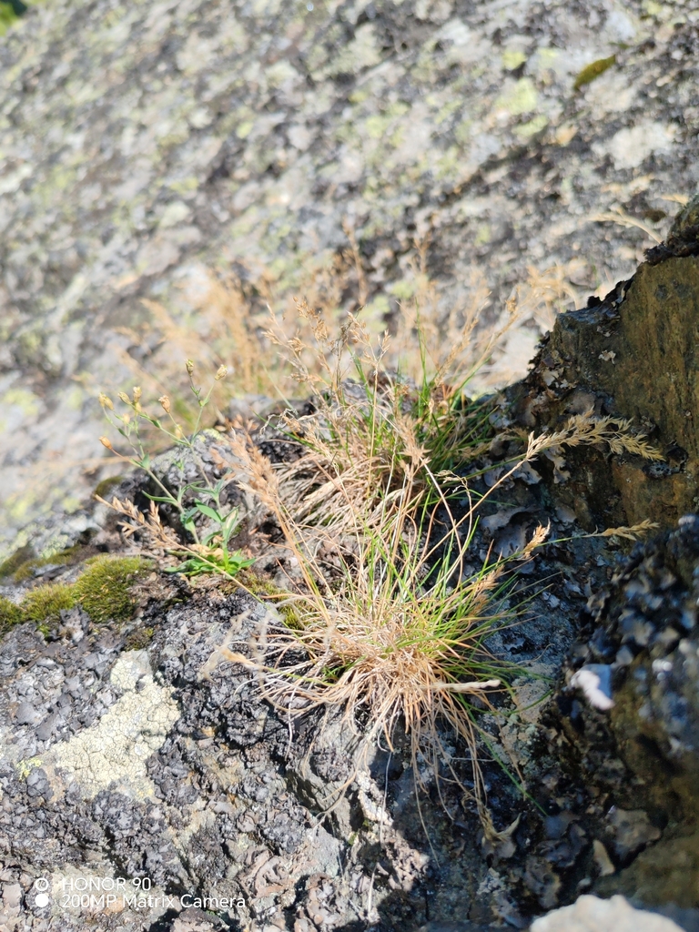Agrostis rupestris (Agrostis rupestris)