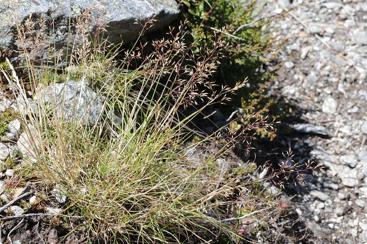 Agrostis rupestris: Agrostis rupestris