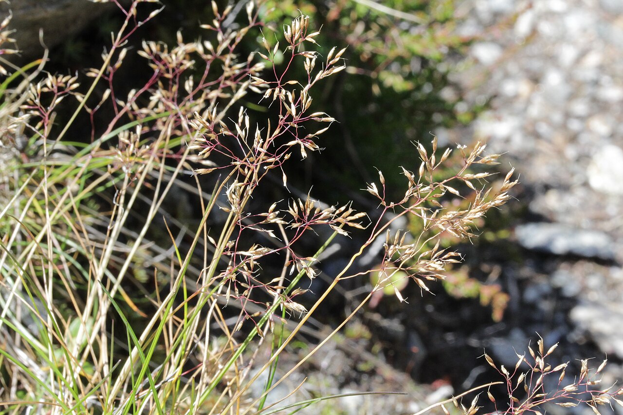 Agrostis rupestris: Agrostis rupestris