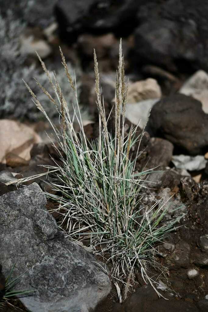 Agrostis salaziensis (Agrostis salaziensis)