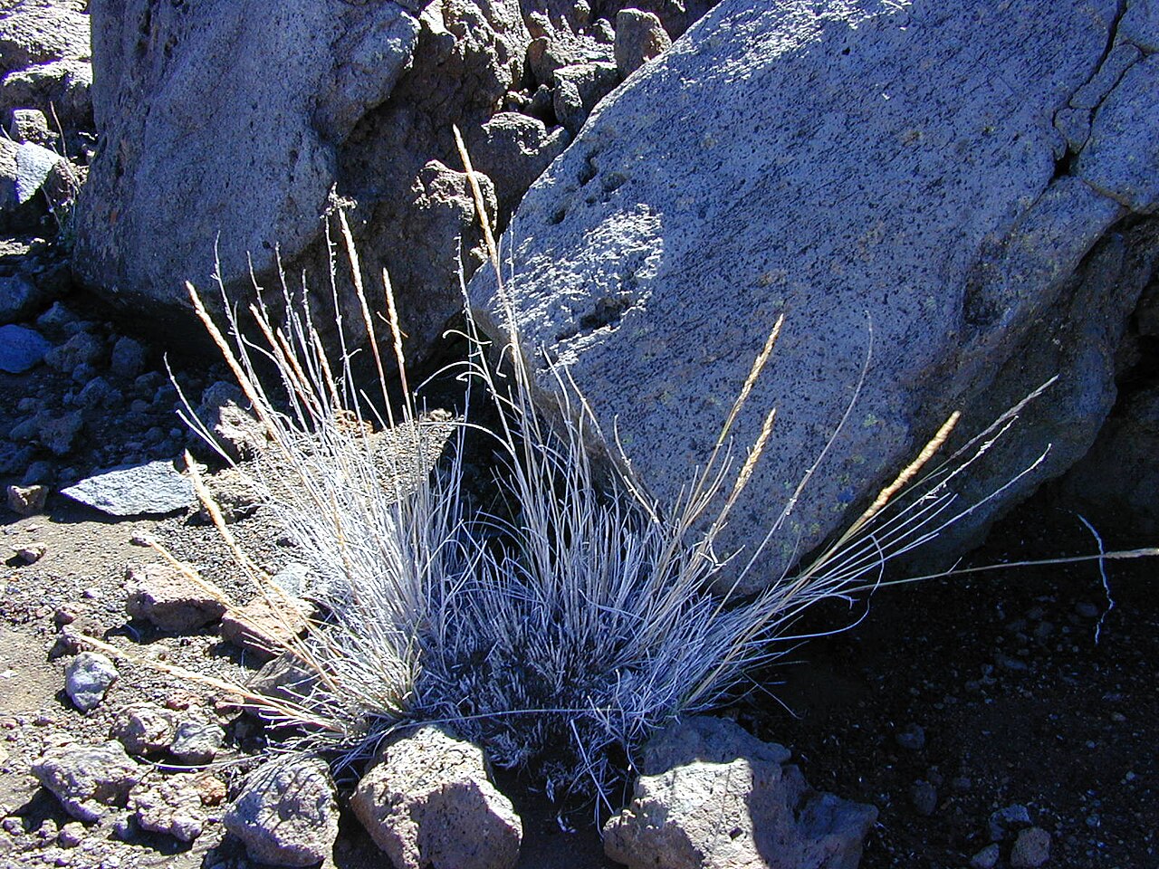 Hawai'i bentgrass: Agrostis sandwicensis (habit). Location: Maui, Kalahaku Haleakala National Park