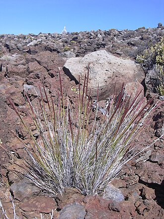 Hawai'i bentgrass: Agrostis sandwicensis (habit). Location: Maui, South rim Haleakala National Park