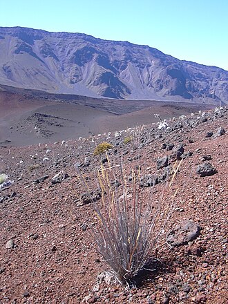 Hawai'i bentgrass: Agrostis sandwicensis (habit). Location: Maui, Ka Moa o Pele Haleakala National Park