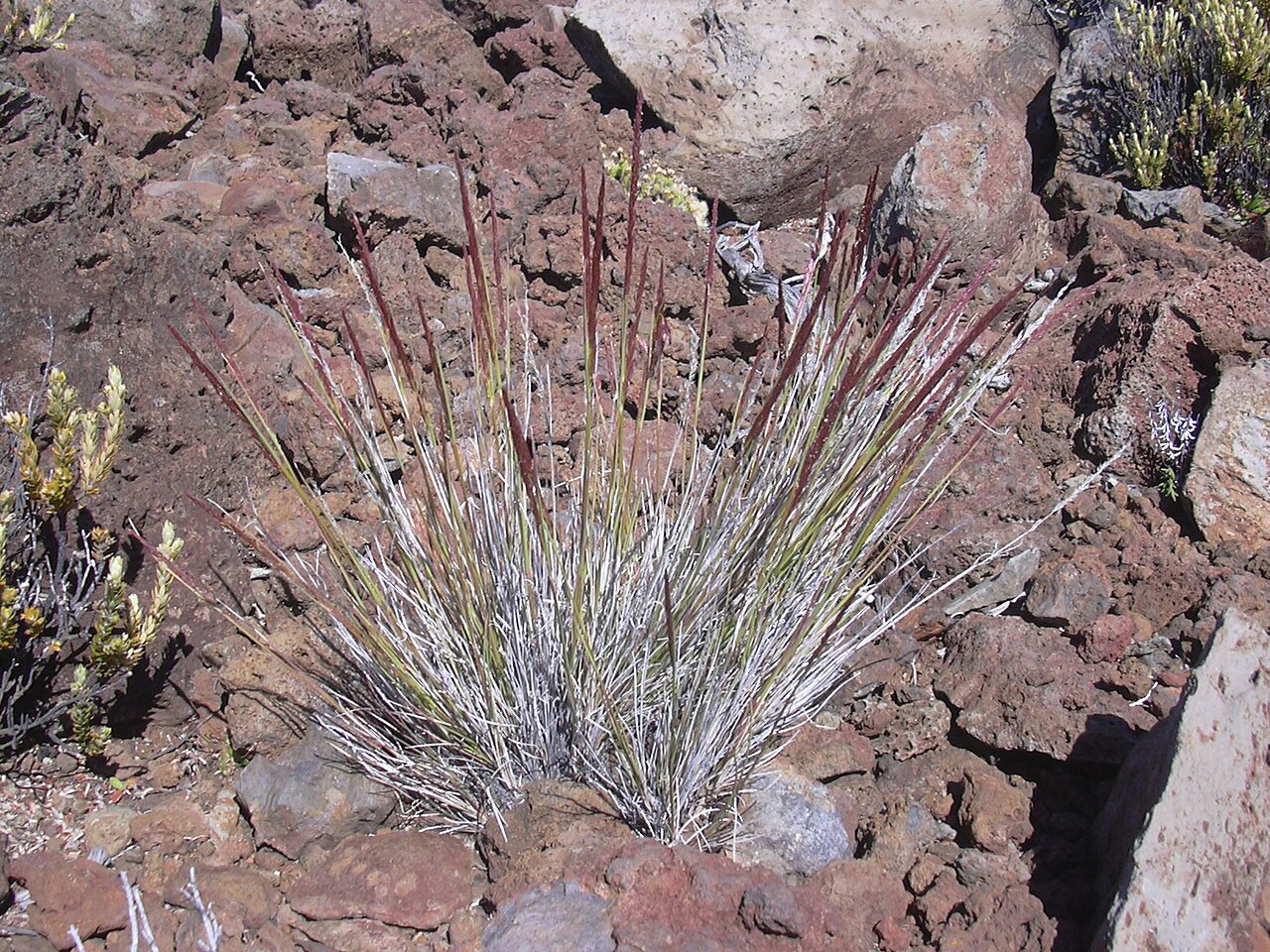 Hawai'i bentgrass: Agrostis sandwicensis (habit). Location: Maui, South rim Haleakala National Park