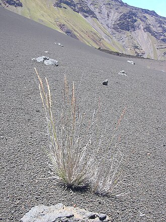 Hawai'i bentgrass: Agrostis sandwicensis (habit). Location: Maui, Puu o Maui Haleakala National Park