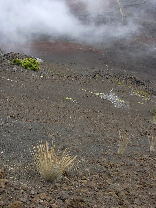 Hawai'i bentgrass: Agrostis sandwicensis (habit). Location: Maui, Sliding Sands Haleakala National Park