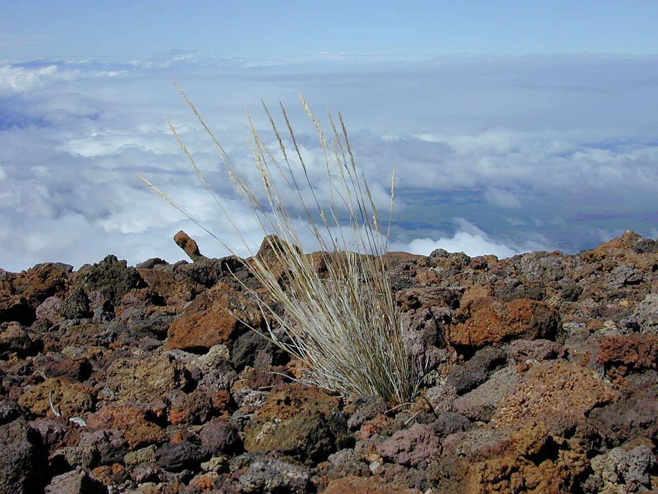 Hawai'i bentgrass: Agrostis sandwicensis (flowering habit). Location: Maui, Science City