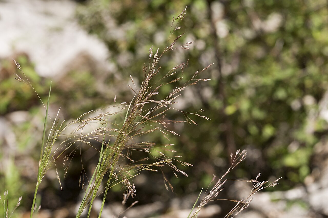 Rough bentgrass: Agrostis scabra , crest of the Capitan Mountains, east-southeast of the communication towers between Kelly Canyon and Sawmill Canyon, 33.598 -105.330, Lincoln C