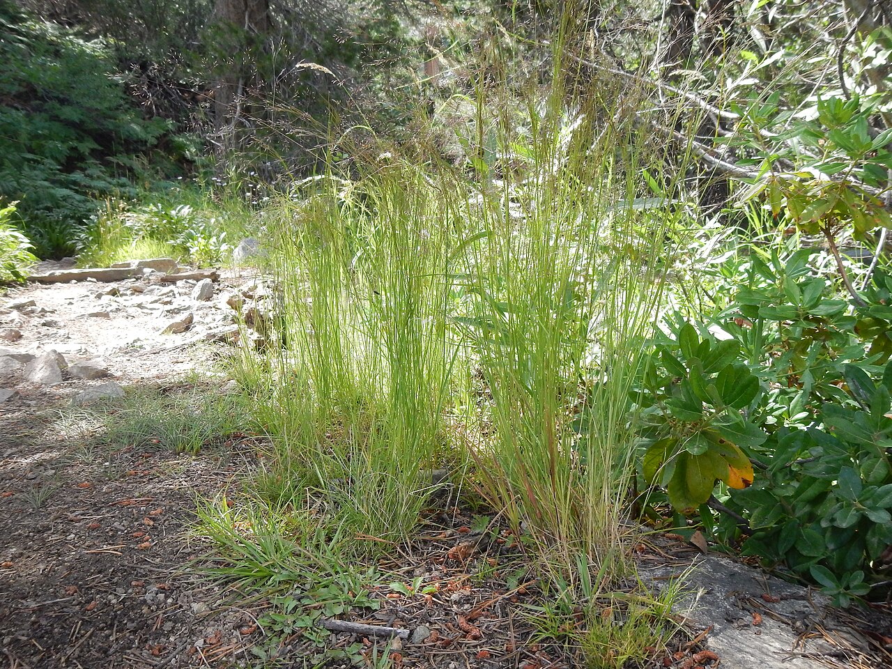 Rough bentgrass: Like slender wheatgrass (Agropyron trachycaulum), rough bentgrass is confined to disturbance prone sites such as long trailsides. This is a particularly robust