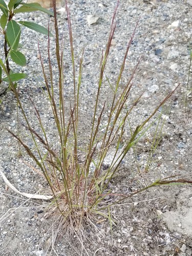 Rough bentgrass (Agrostis scabra)