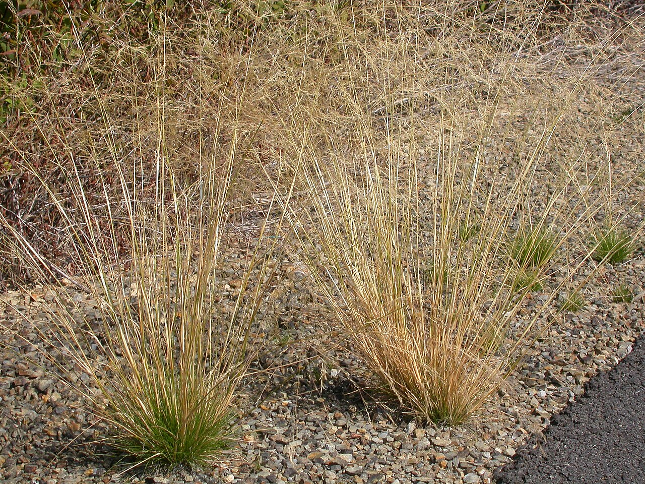 Rough bentgrass: Agrostis scabra (rough bentgrass) — in Cataldo, Idaho, western USA.