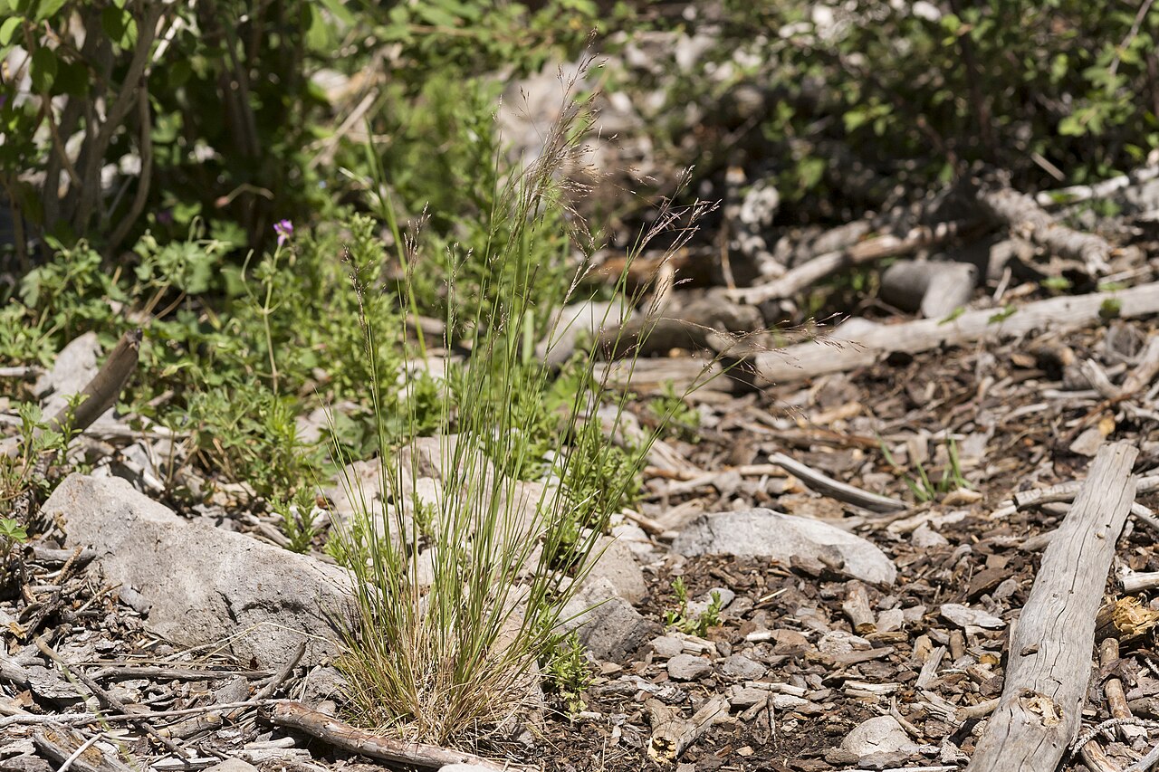 Rough bentgrass: Agrostis scabra , crest of the Capitan Mountains, east-southeast of the communication towers between Kelly Canyon and Sawmill Canyon, 33.598 -105.330, Lincoln C