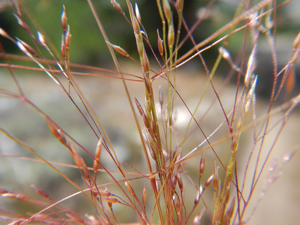 Rough bentgrass: Close up of the long basal portions of the panicle branches, which are devoid of spikelets. These long naked panicle branches aid in dispersing the panicle, whi