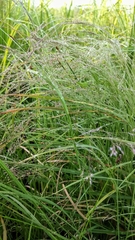 Rough bentgrass (Agrostis scabra)