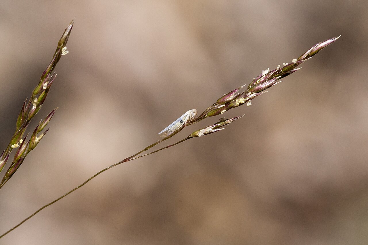 Rough bentgrass: Agrostis scabra , crest of the Capitan Mountains, east-southeast of the communication towers between Kelly Canyon and Sawmill Canyon, 33.598 -105.330, Lincoln C