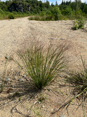 Rough bentgrass (Agrostis scabra)