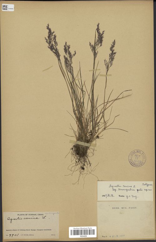 Agrostis sinorupestris: Agrostis sinorupestris L.Liu ex S.M.Phillips & S.L.Lu collected in China