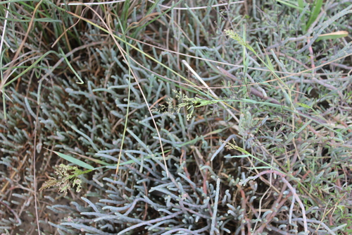 Creeping bent (Agrostis stolonifera)