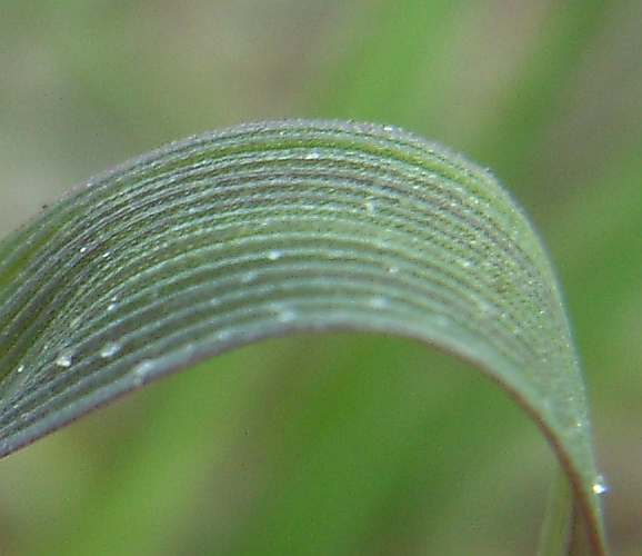 Creeping bent: Agrostis stolonifera , Blattoberfläche