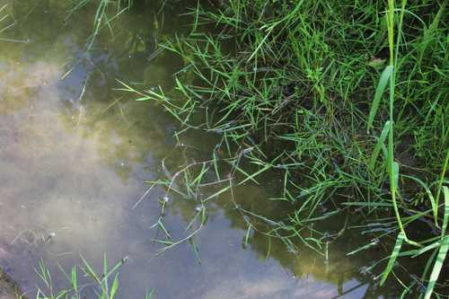 Creeping bent (Agrostis stolonifera)