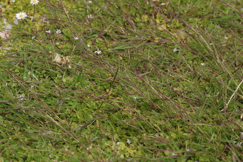 Creeping bent (Agrostis stolonifera)