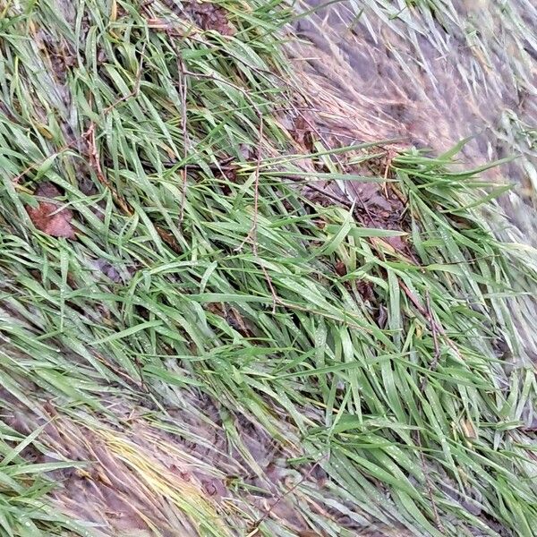 Creeping bent (Agrostis stolonifera)