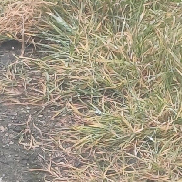 Creeping bent (Agrostis stolonifera)
