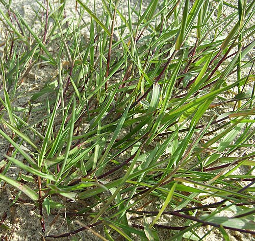 Creeping bent: Agrostis stolonifera , kriechende Wuchsform
