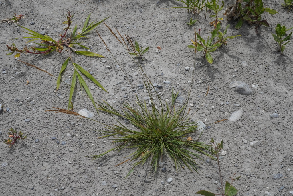 Creeping bent (Agrostis stolonifera)