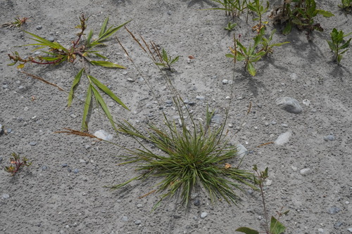 Creeping bent (Agrostis stolonifera)