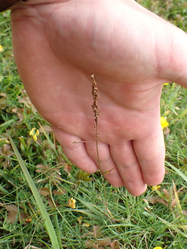 Creeping bent (Agrostis stolonifera)