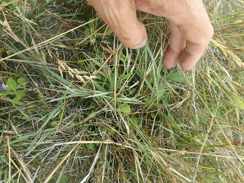 Creeping bent (Agrostis stolonifera)