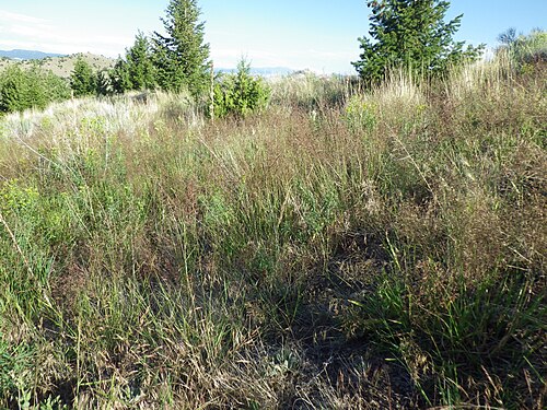 Creeping bent: This introduced grass was growing with a bunched habit in an area that may have been vegetatively restored and there mainly at the bottom of shale barrens where