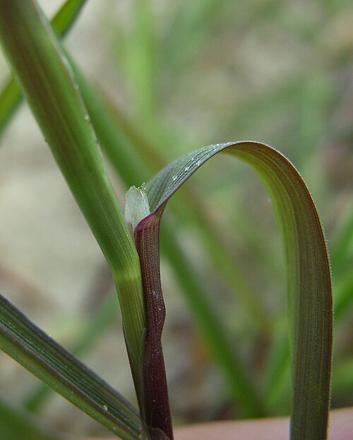 Creeping bent: Agrostis stolonifera , Ligula