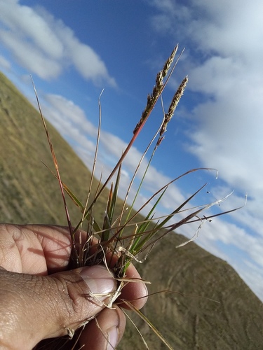 Agrostis tolucensis (Agrostis tolucensis)