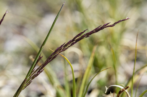 Mountain bentgrass (Agrostis variabilis)