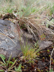 Agrostis venusta (Agrostis venusta)
