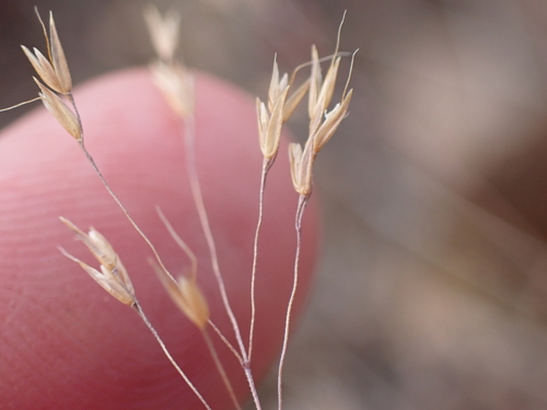 Agrostis venusta (Agrostis venusta)