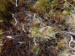 Agrostis venusta (Agrostis venusta)