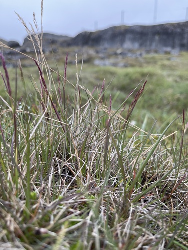 Brown bentgrass (Agrostis vinealis)