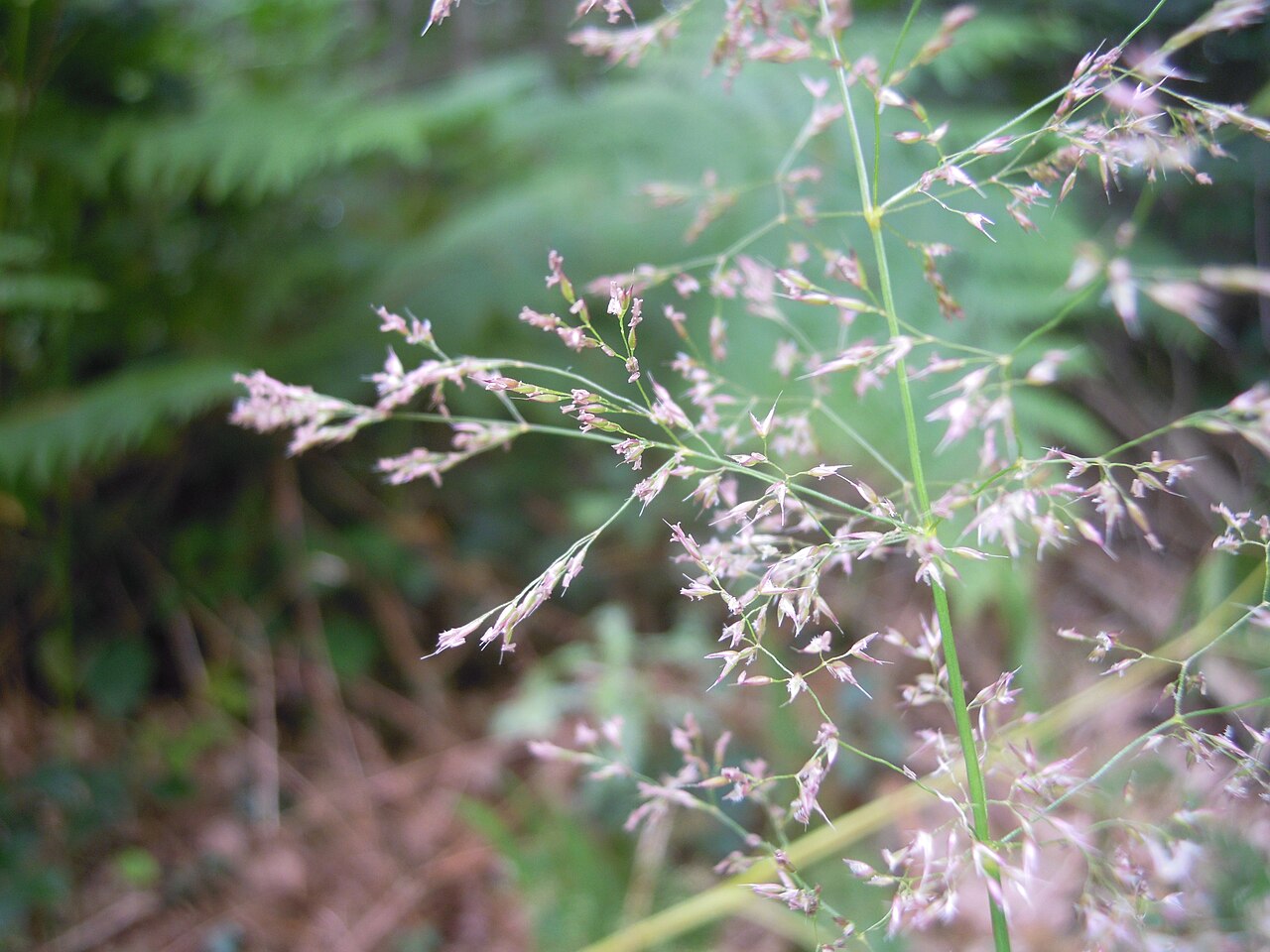 Brown bentgrass: Agrostis vinealis inflorescens