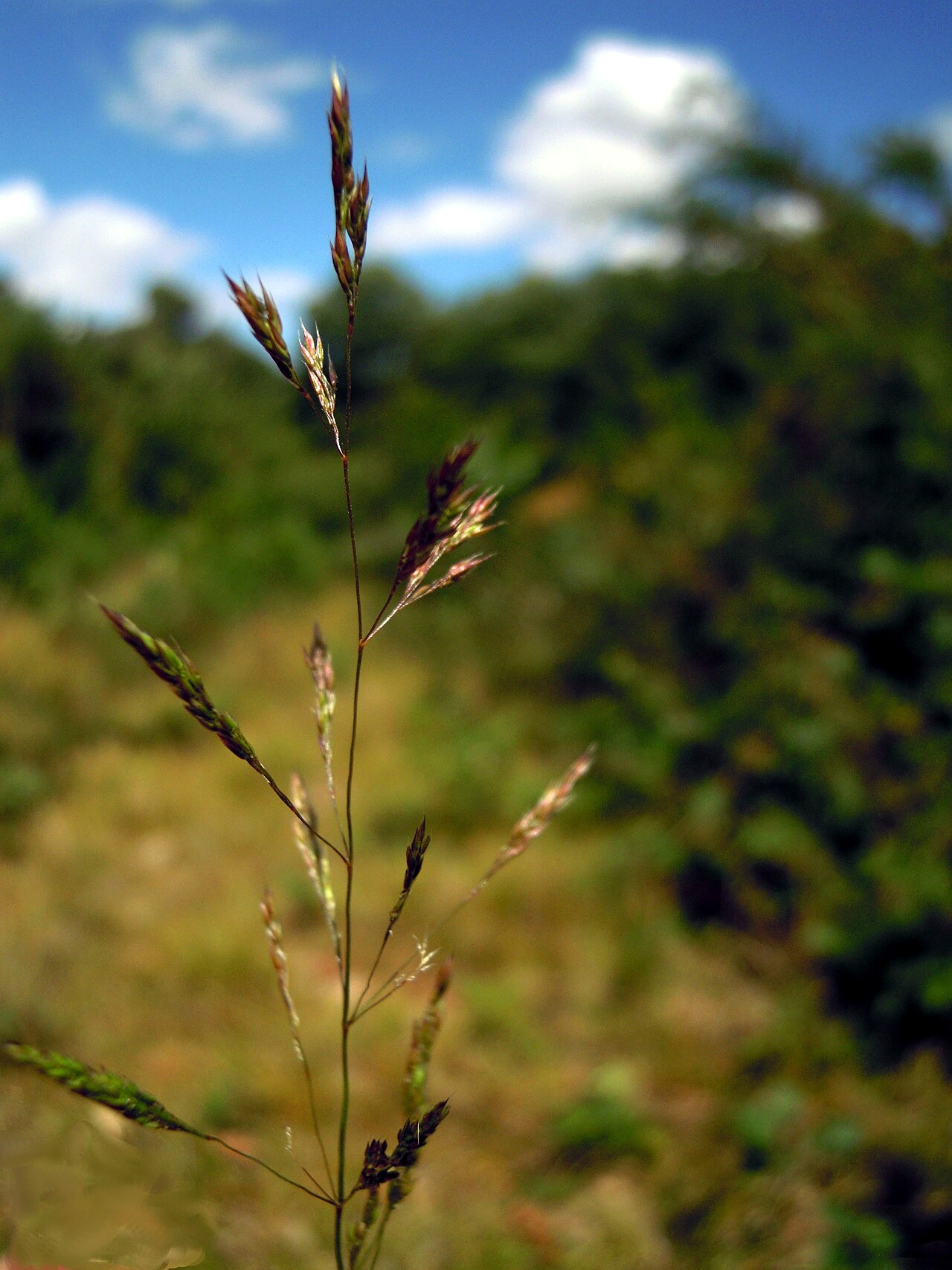Brown bentgrass: Agrostis vinealis inflorescens