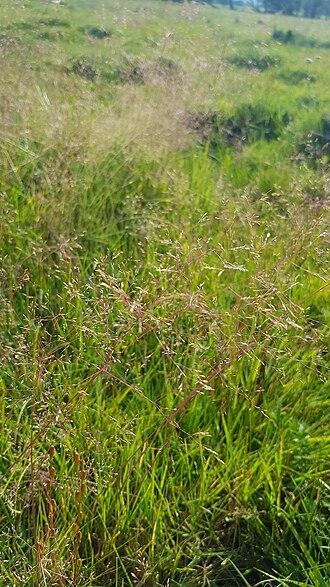 Brown bentgrass: Agrostis vinealis trinii in Mongolia