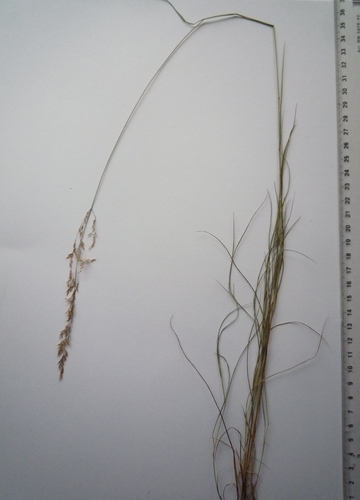 Brown bentgrass (Agrostis vinealis)