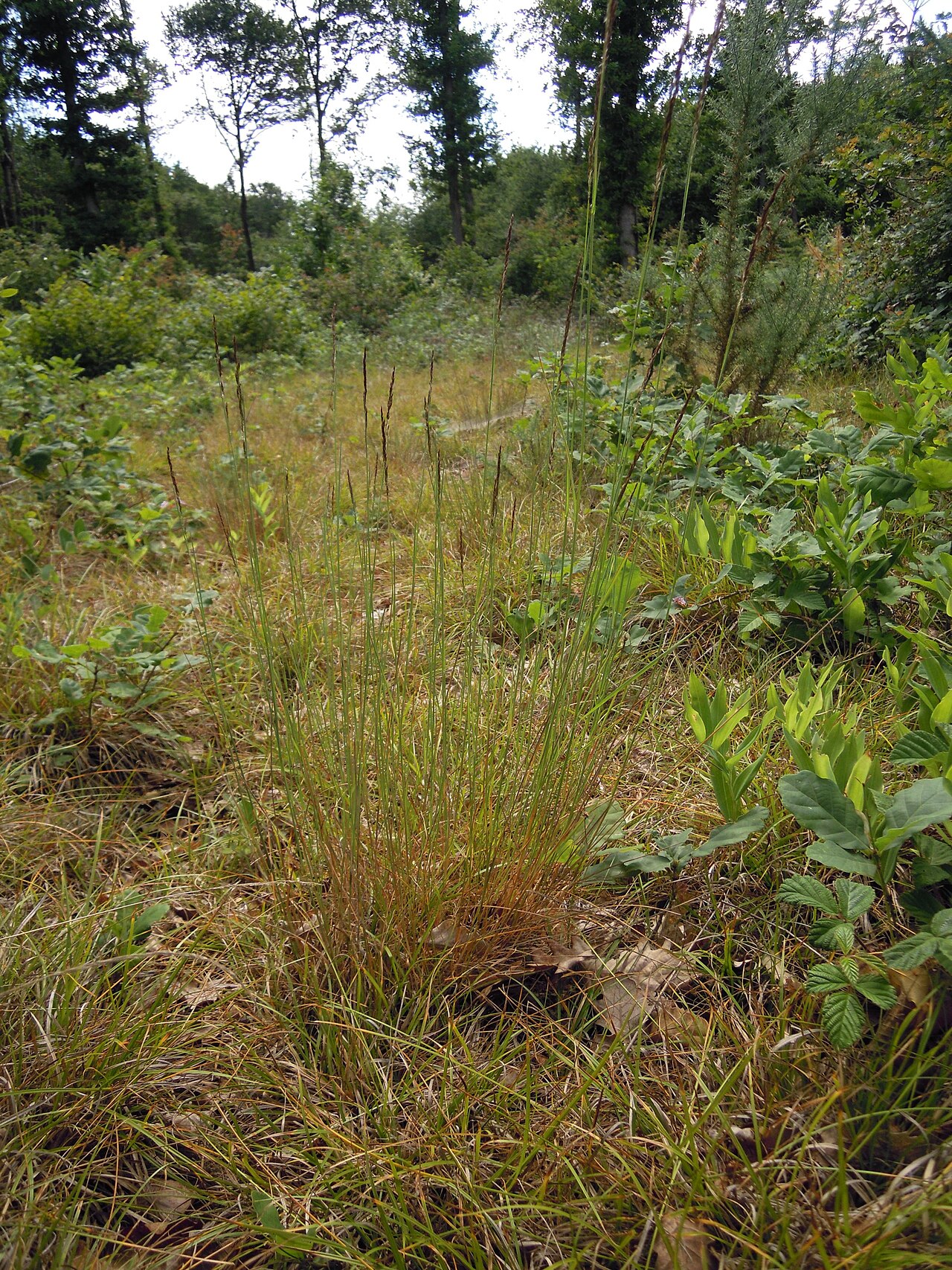 Brown bentgrass: Agrostis vinealis plant