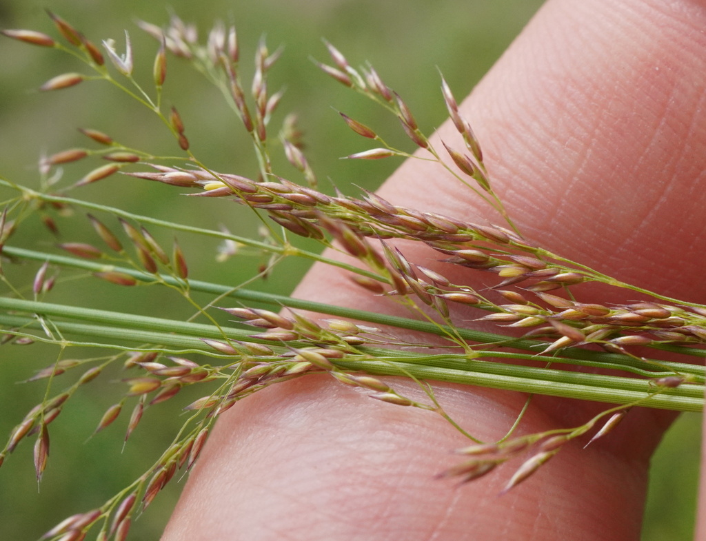 Brown bentgrass (Agrostis vinealis)