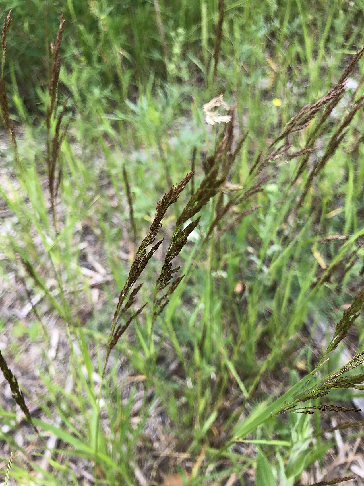 Brown bentgrass: Brown Bent ( Agrostis vinealis ) in Russia