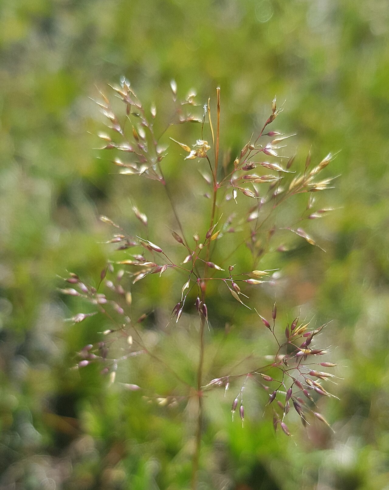 Brown bentgrass: Agrostis vinealis trinii in Mongolia