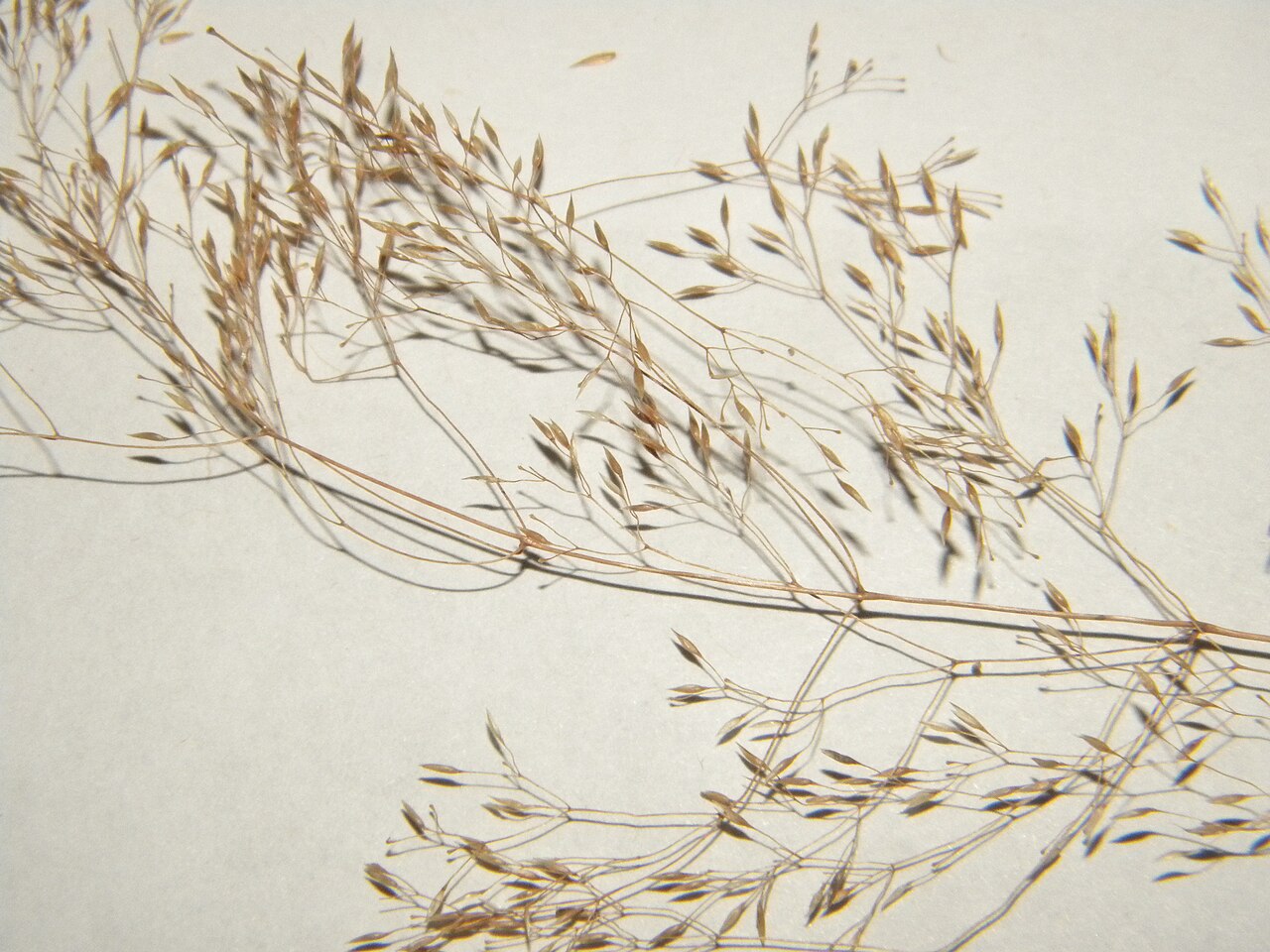 Agrostis × murbeckii: Agrostis ×murbeckii