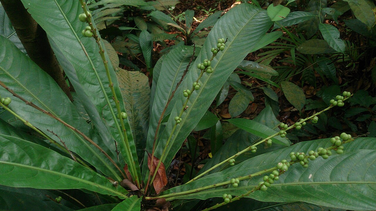 Agrostistachys borneensis: Agrostistachys longifolia. Syn: Agrostistachys borneensis Common names: Leaf Litter Plant. Bornean Jenjulong. Jenjulong. Commonly found near the ground in fores